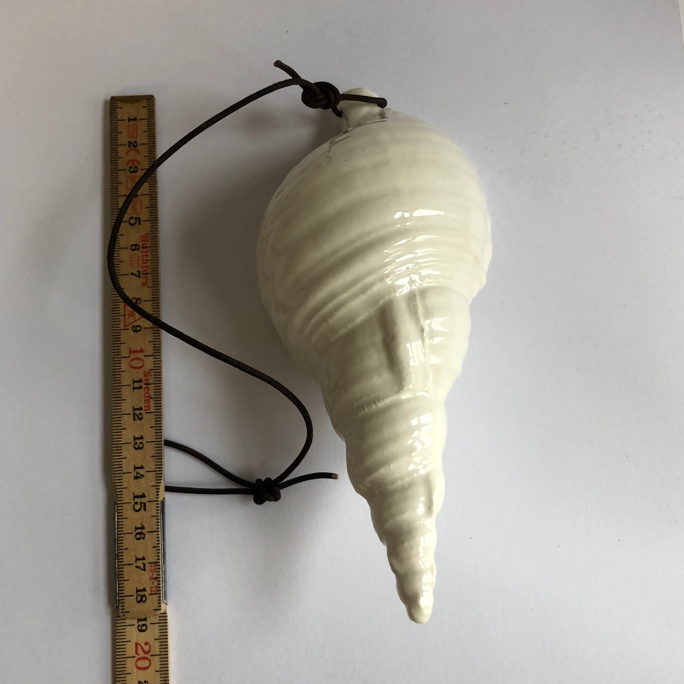 Medium size trompet conch shell