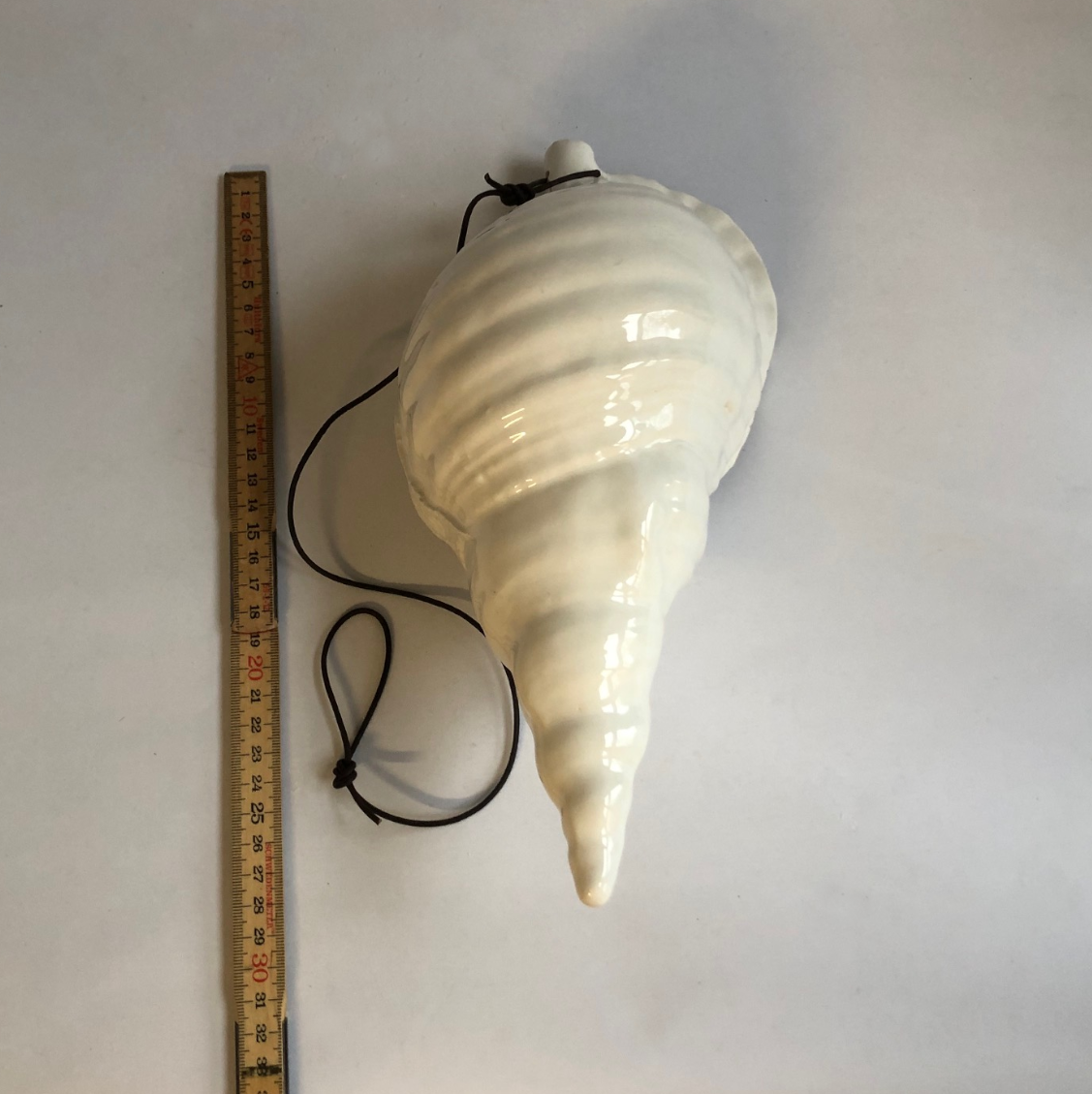 Big size trompet conch shell
