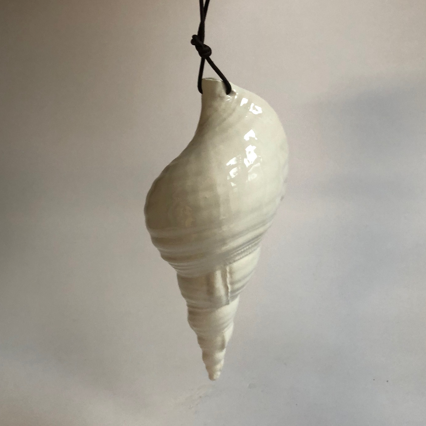 Medium size trompet conch shell
