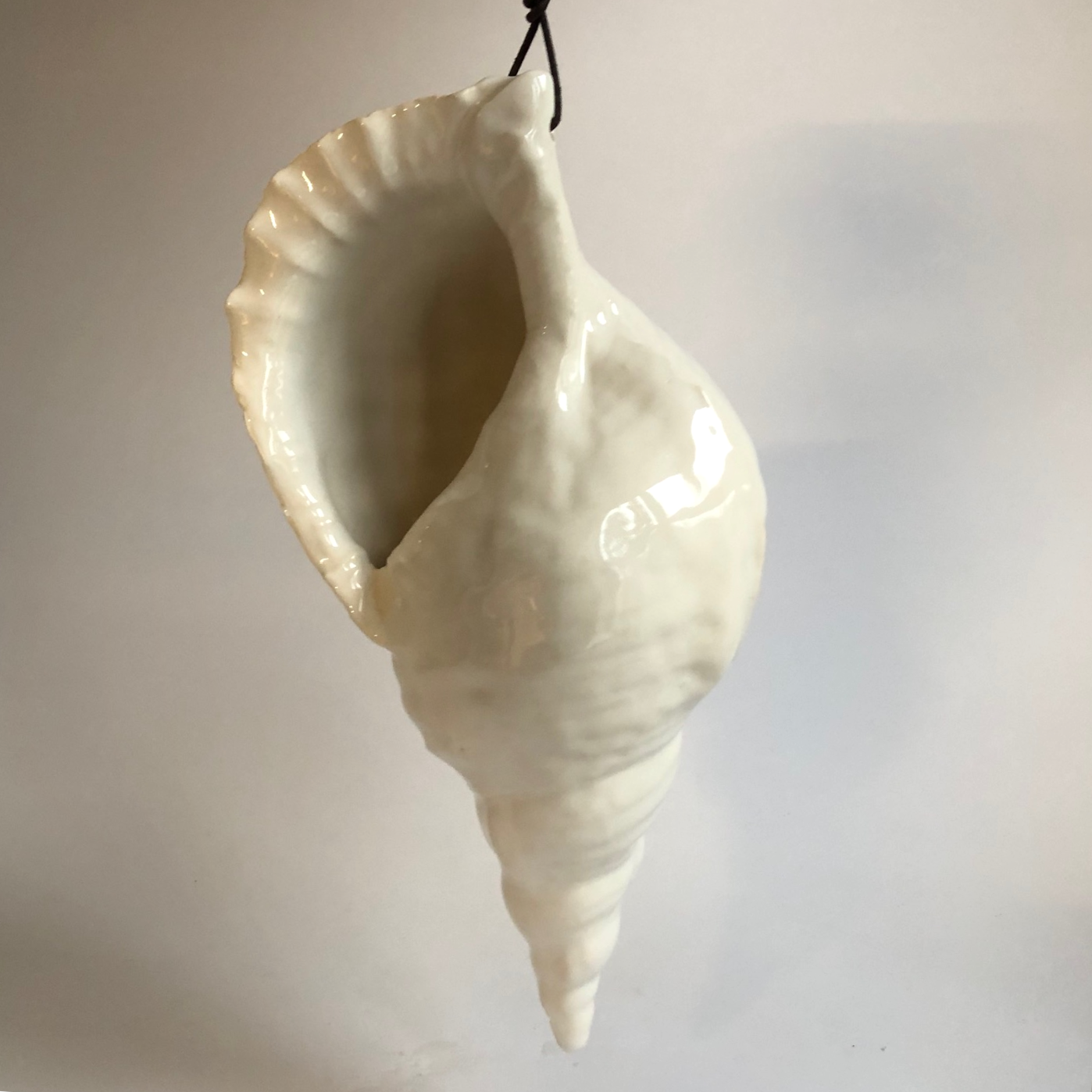 Big size trompet conch shell