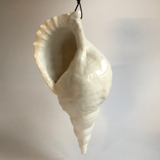 Big size trompet conch shell