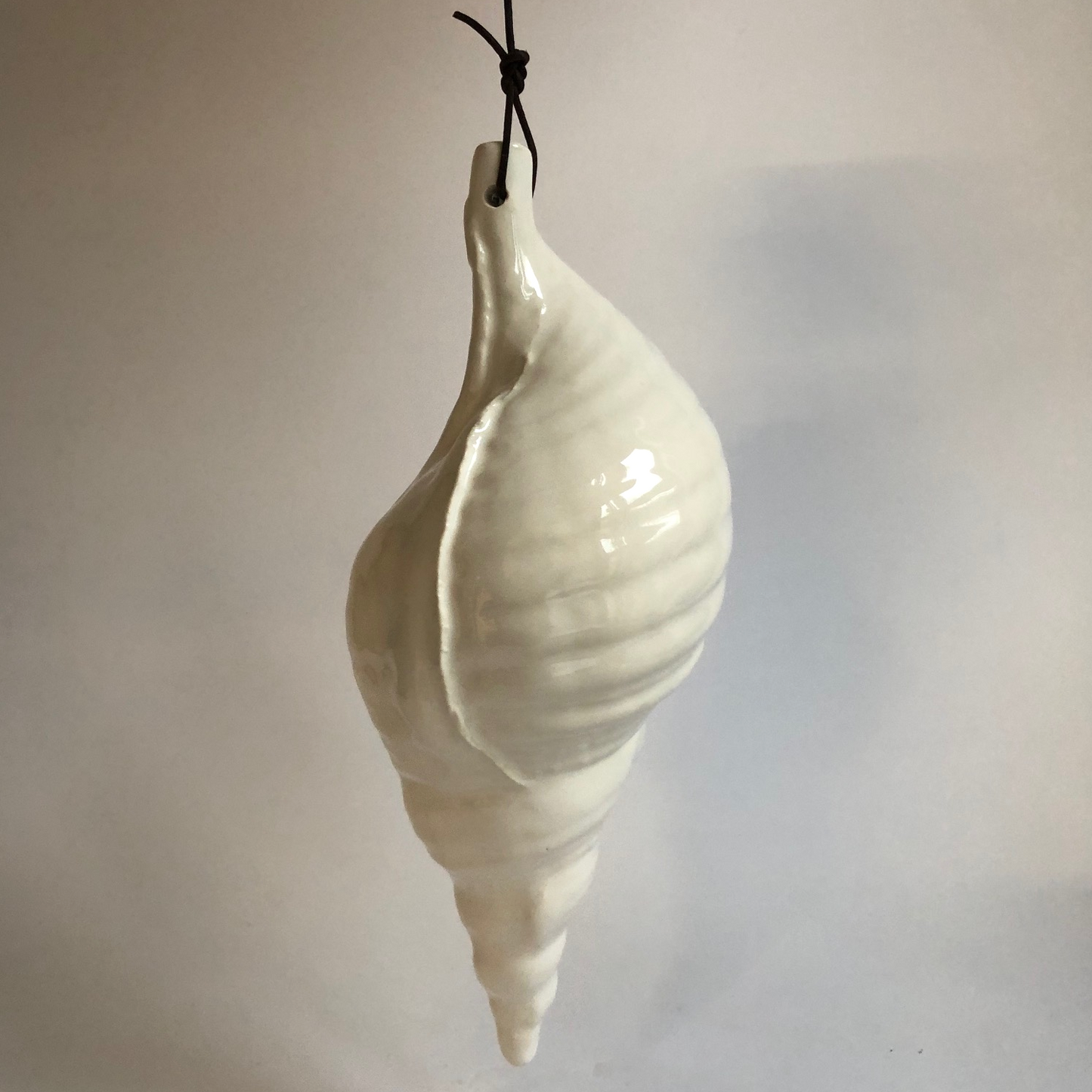 Big size trompet conch shell