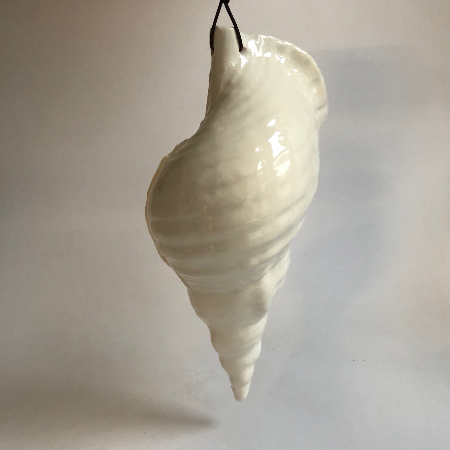 Big size trompet conch shell
